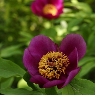 Paeonia mascula